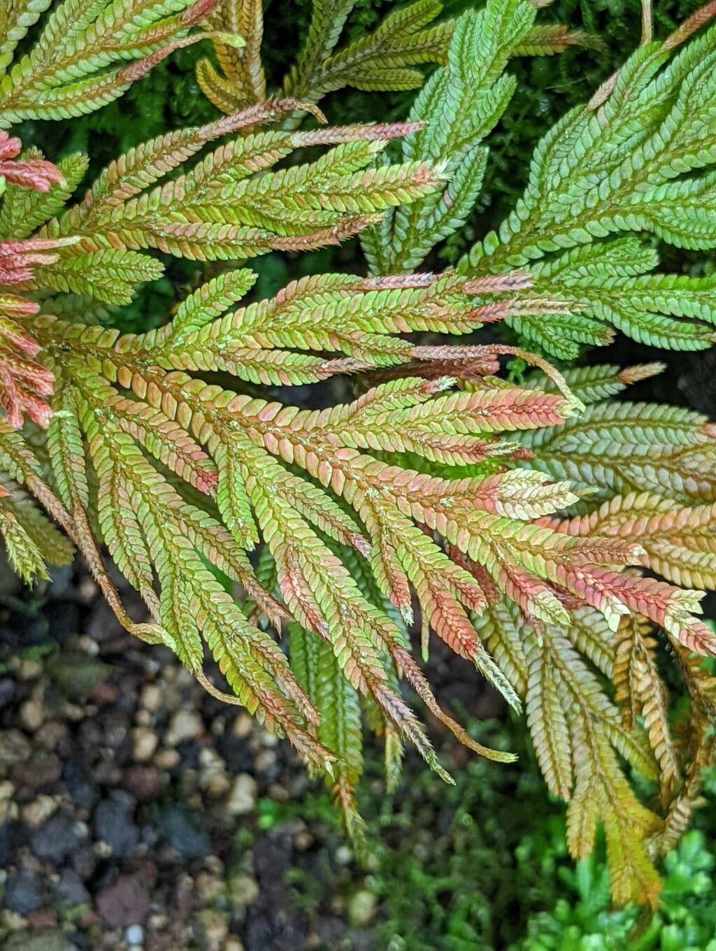 Selaginella firmuloides — houseplant care guide