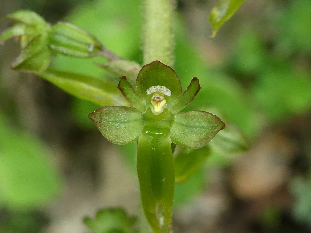 Neottia ovata flower