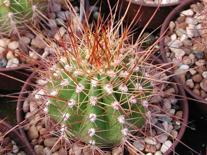 Soehrensia tarijensis — houseplant care guide