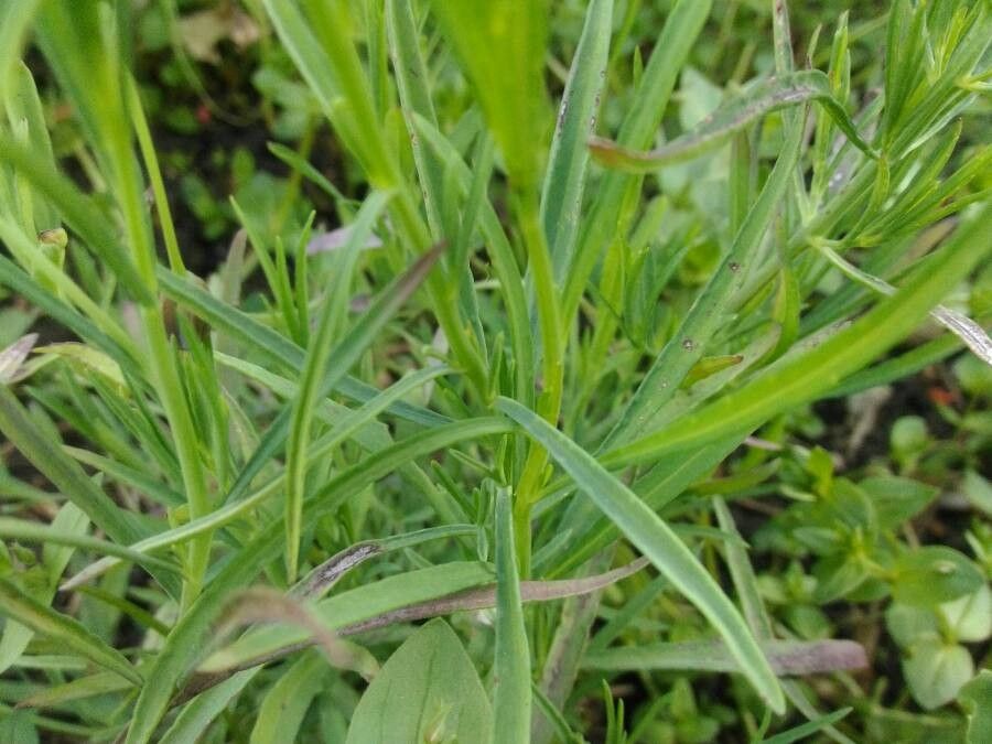 Porophyllum linaria — search result for 'Linaria'