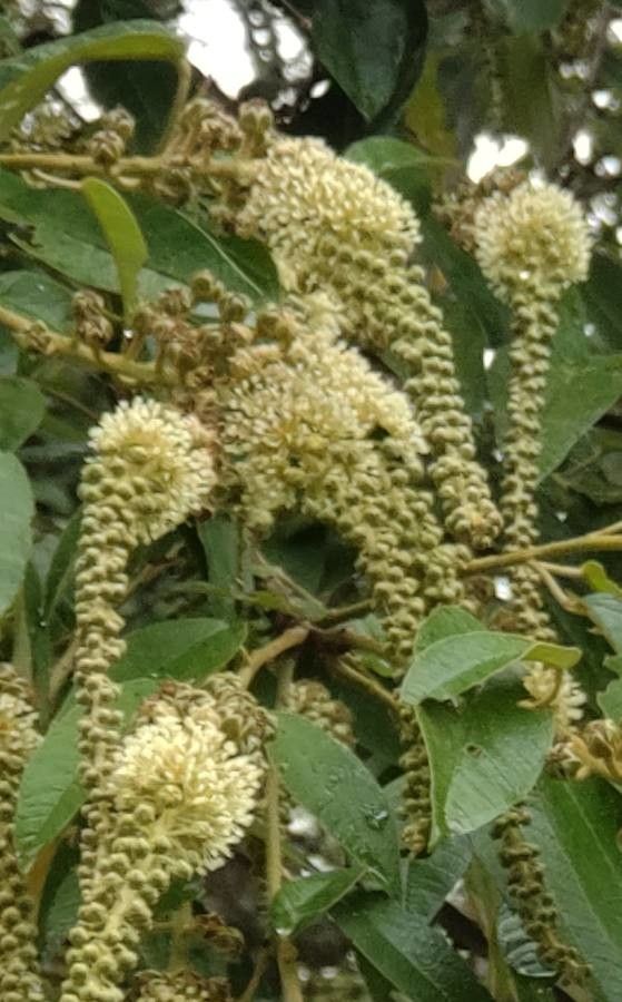 Croton floribundus flower