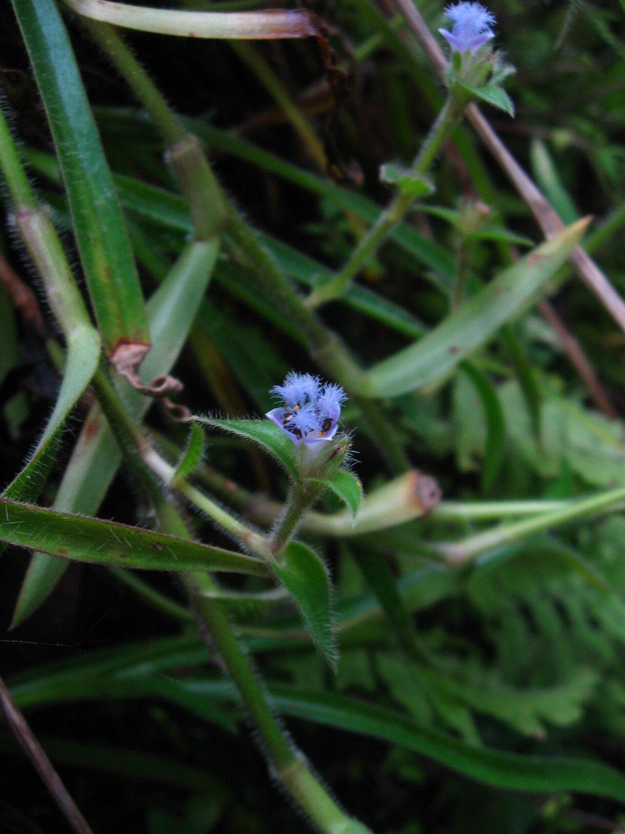 Cyanotis arachnoidea — related species from the same genus