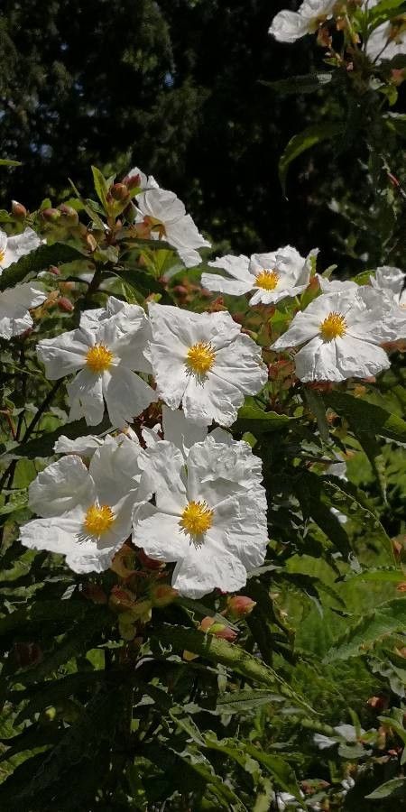 Cistus × aguilari flower