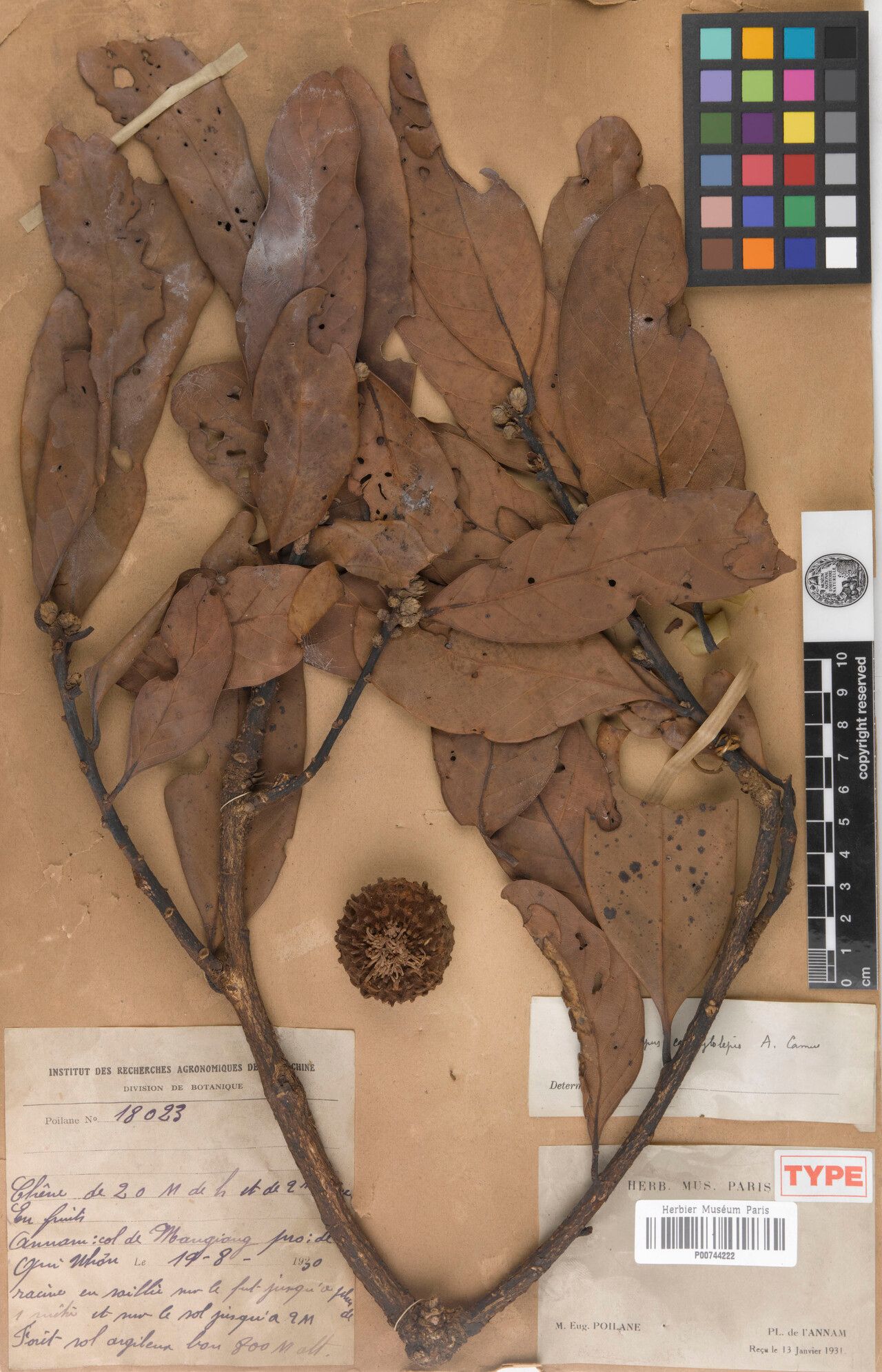 Lithocarpus campylolepis — houseplant care guide