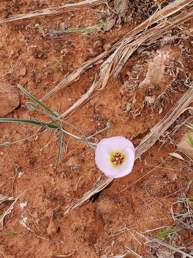 Calochortus flexuosus flower