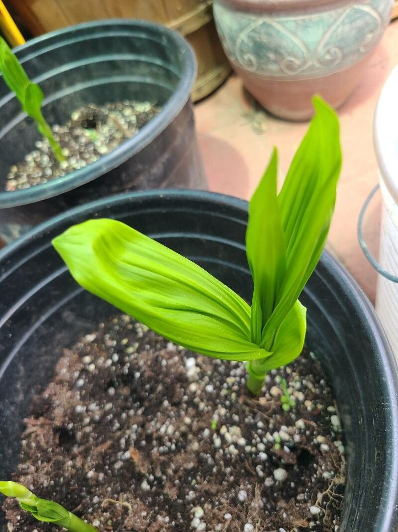 Bletilla striata leaf
