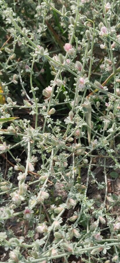 Lotus garcinii — search result for 'Lotus'