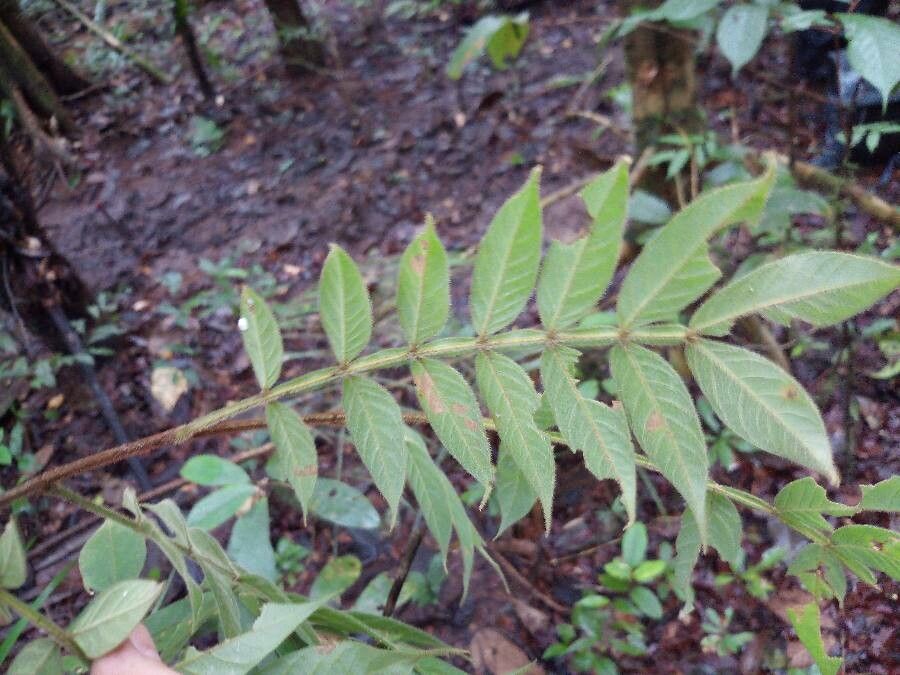 Inga cayennensis leaf