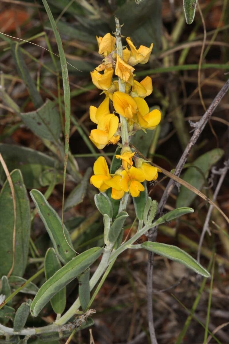 Crotalaria novae-hollandiae — houseplant care guide