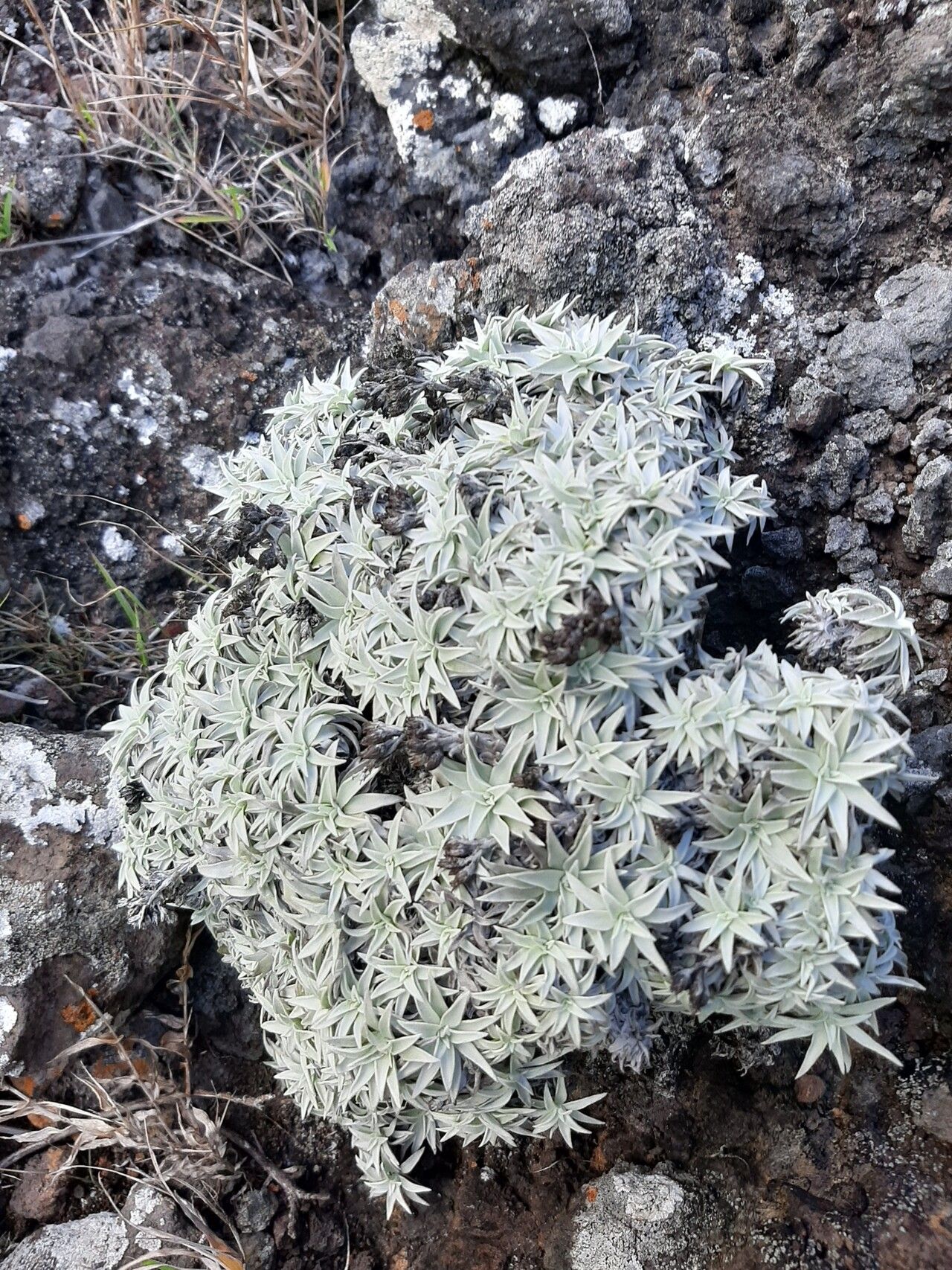 Helichrysum mauritianum habit