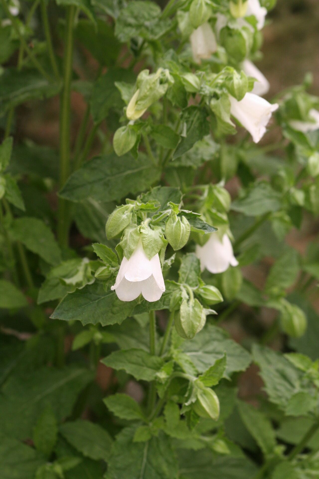 Campanula hofmannii flower