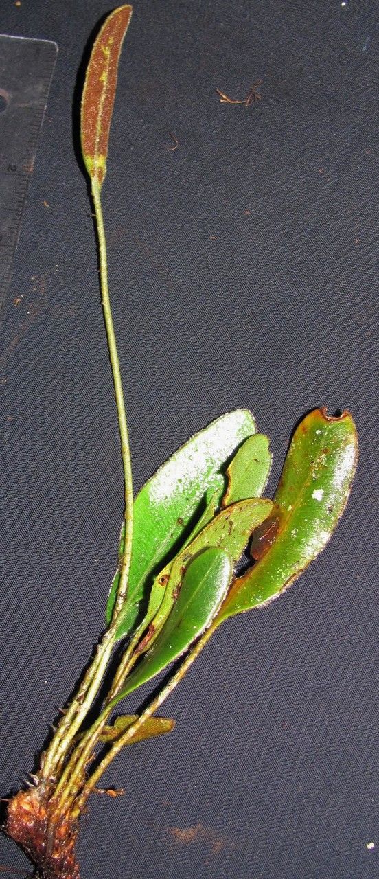 Elaphoglossum muscosum other