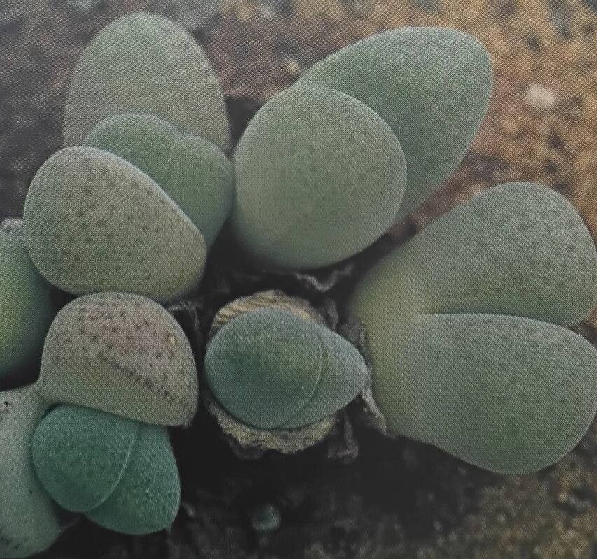 Cheiridopsis verrucosa — houseplant care guide