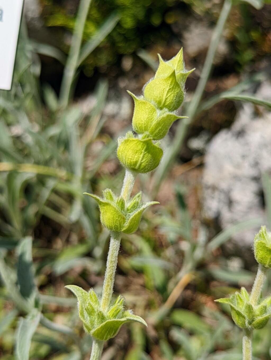 Sideritis syriaca flower