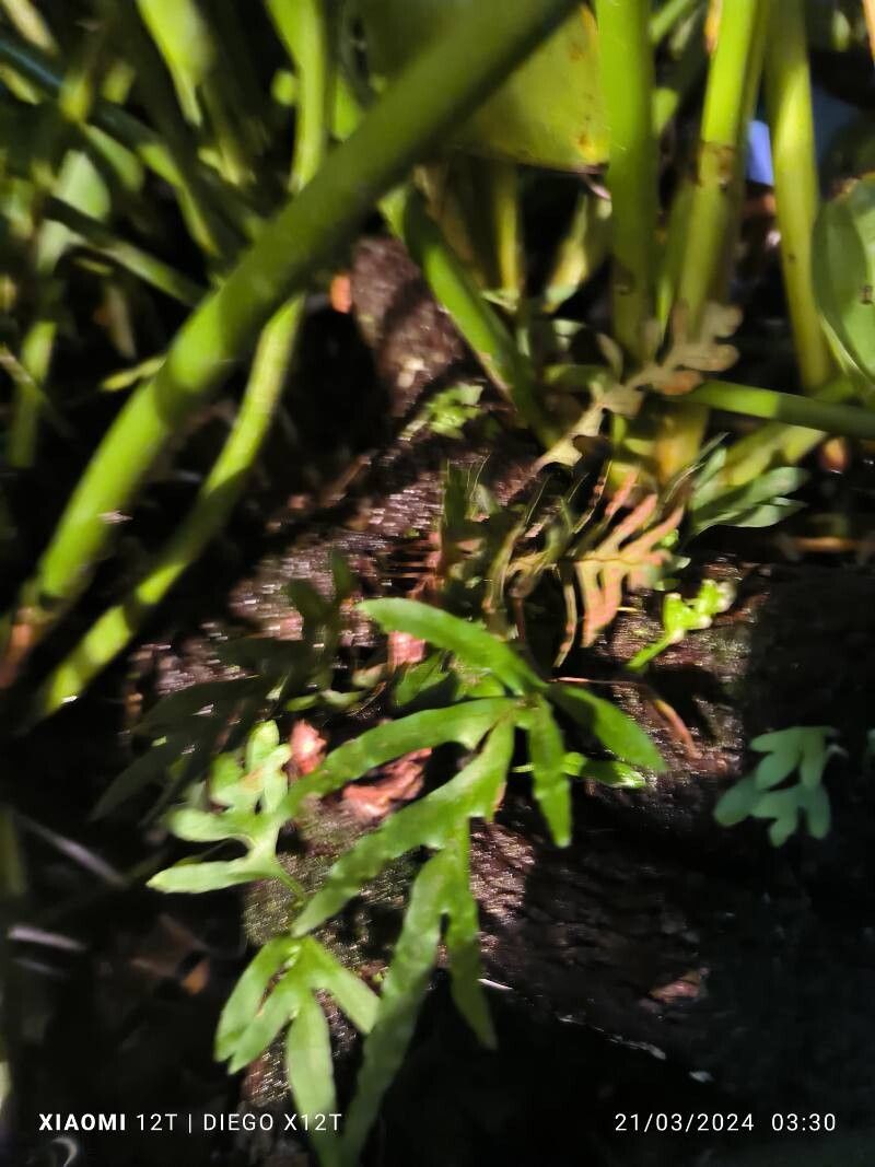 Pleopeltis pleopeltifolia leaf