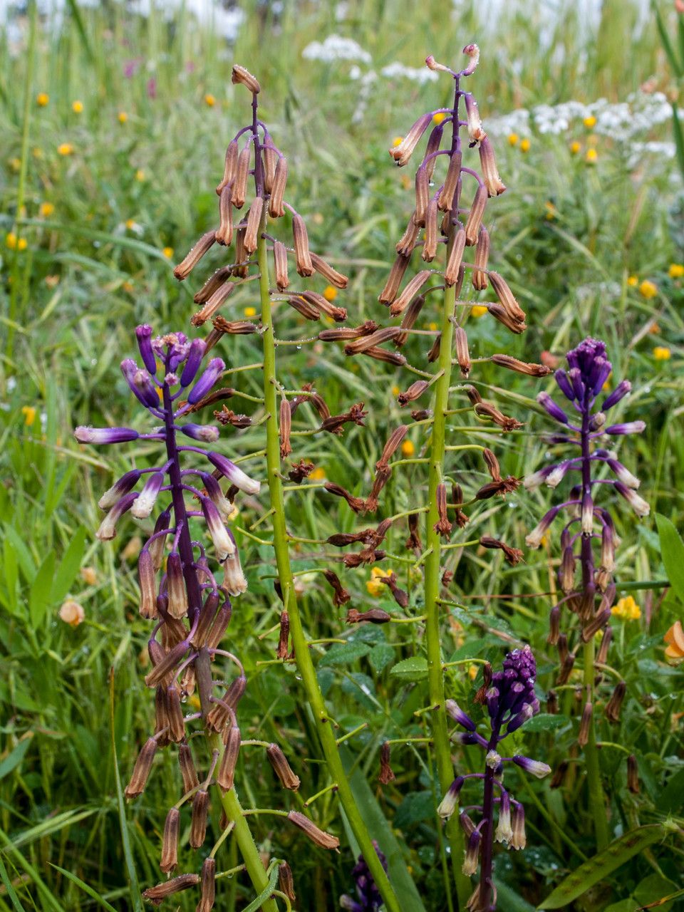 Bellevalia trifoliata habit