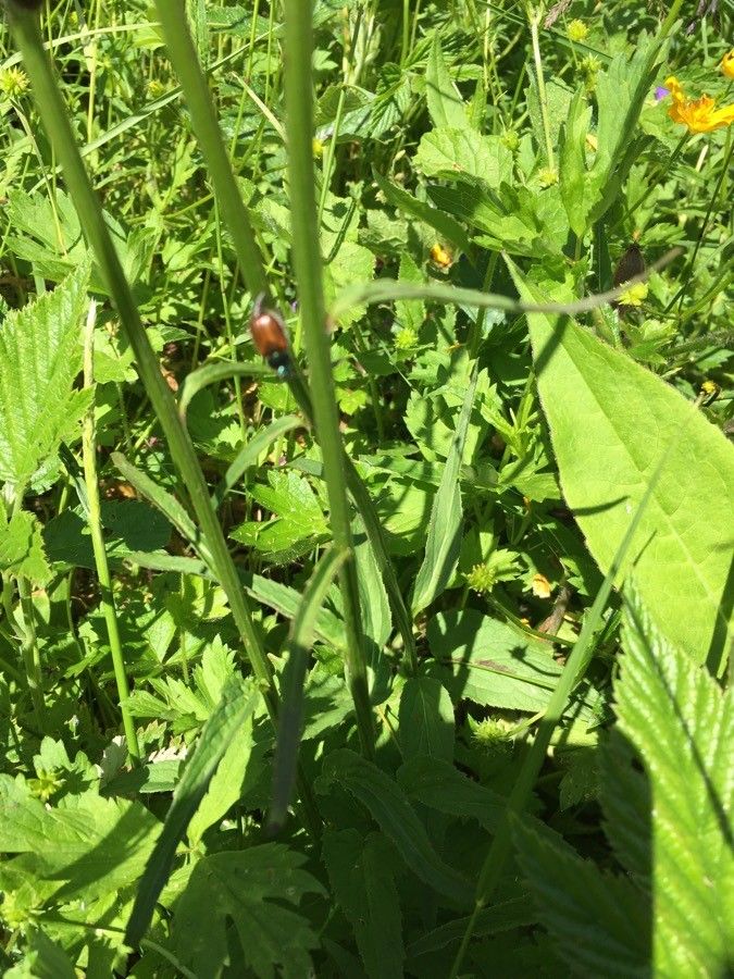 Phyteuma pyrenaicum — search result for 'Phyteuma'