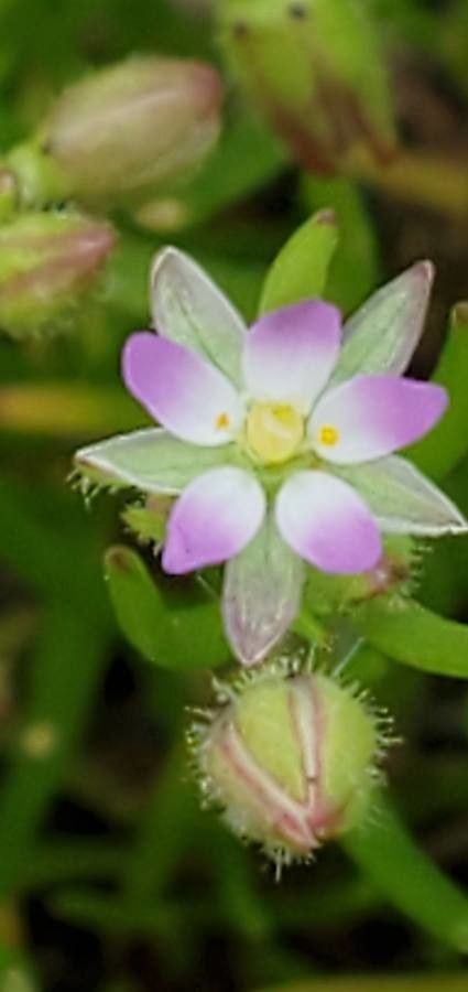 Spergularia salina flower