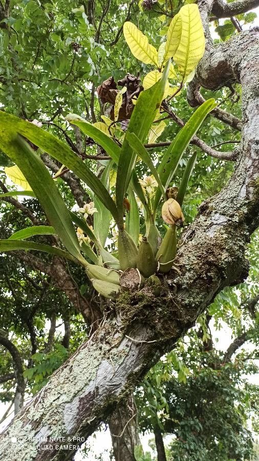 Prosthechea radiata habit