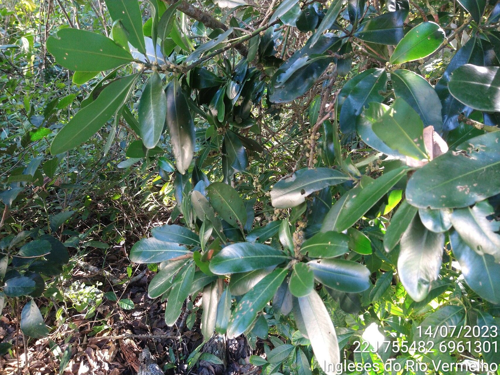 Myrsine umbellata leaf