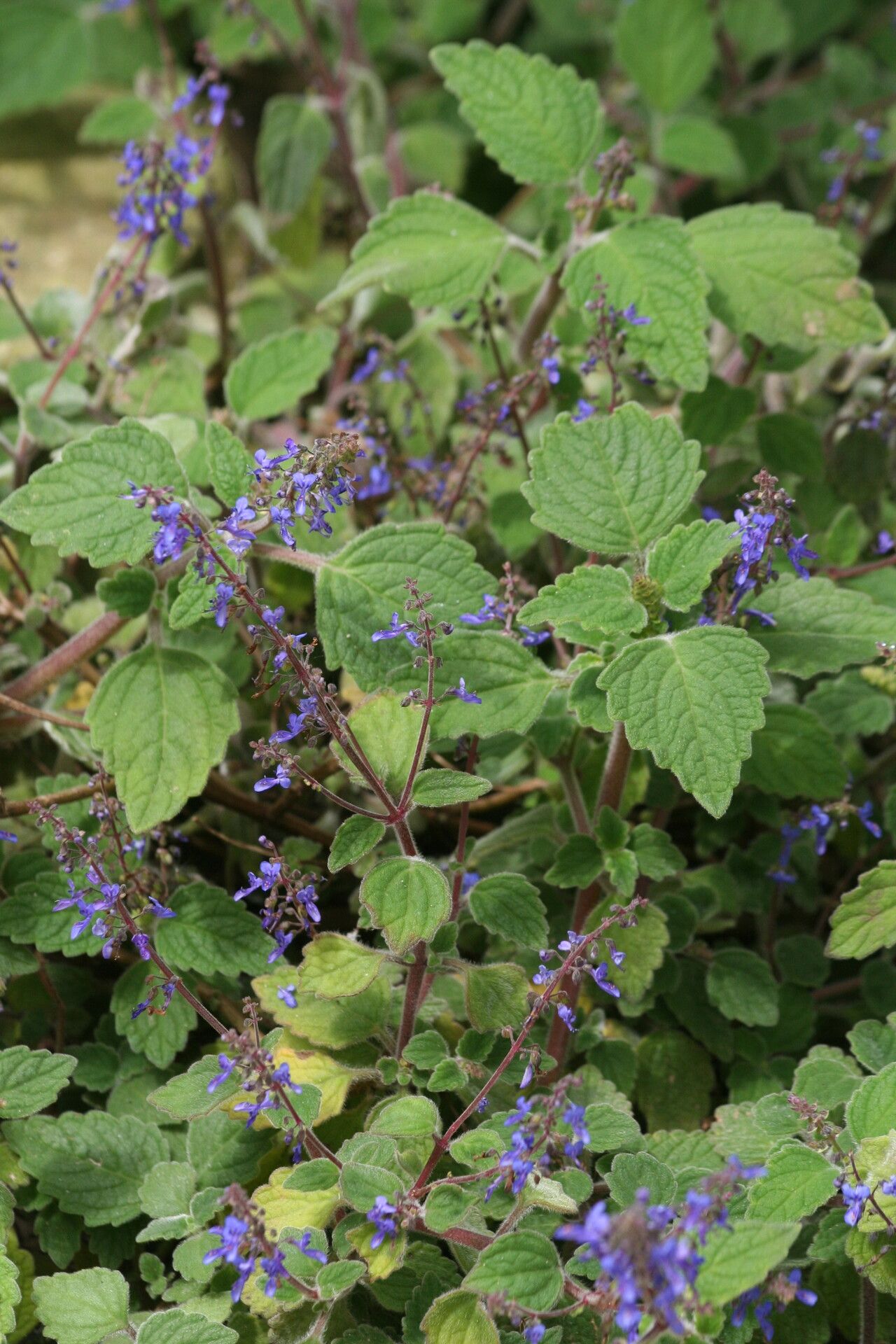 Coleus habrophyllus flower