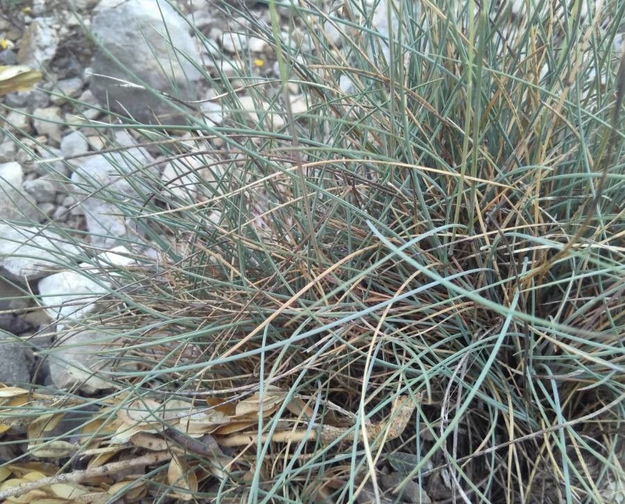 Festuca occitanica — search result for 'Festuca'