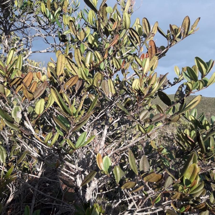 Diospyros revolutissima — houseplant care guide