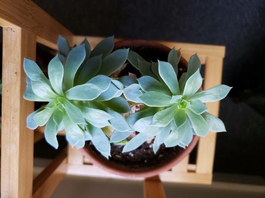 Graptopetalum macdougallii leaf