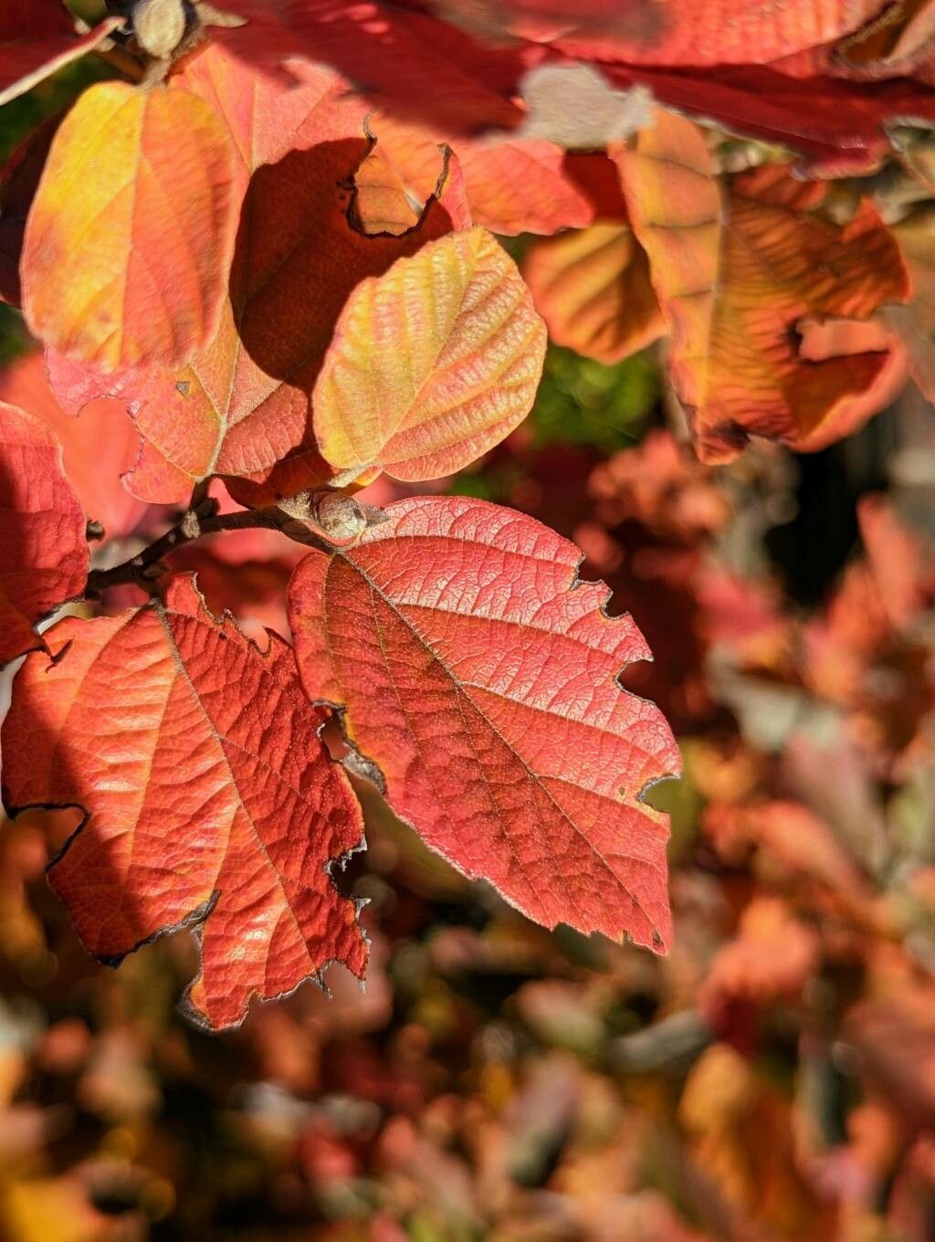 Fothergilla gardenii leaf
