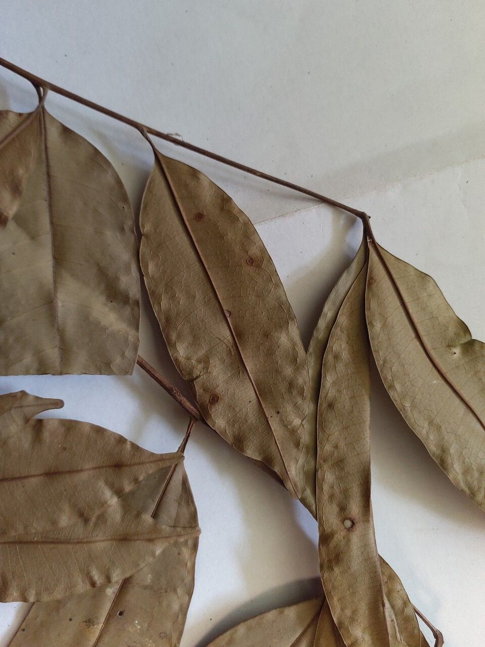 Talisia simaboides leaf