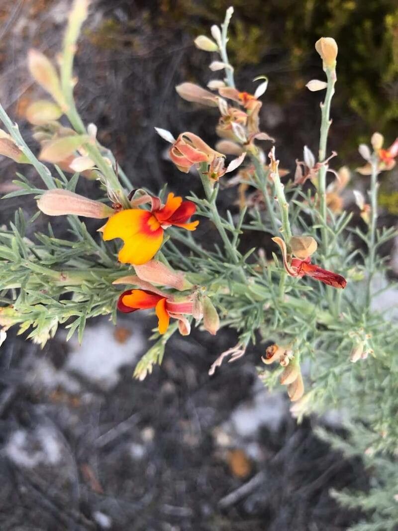 Genista morisii — search result for 'Genista'