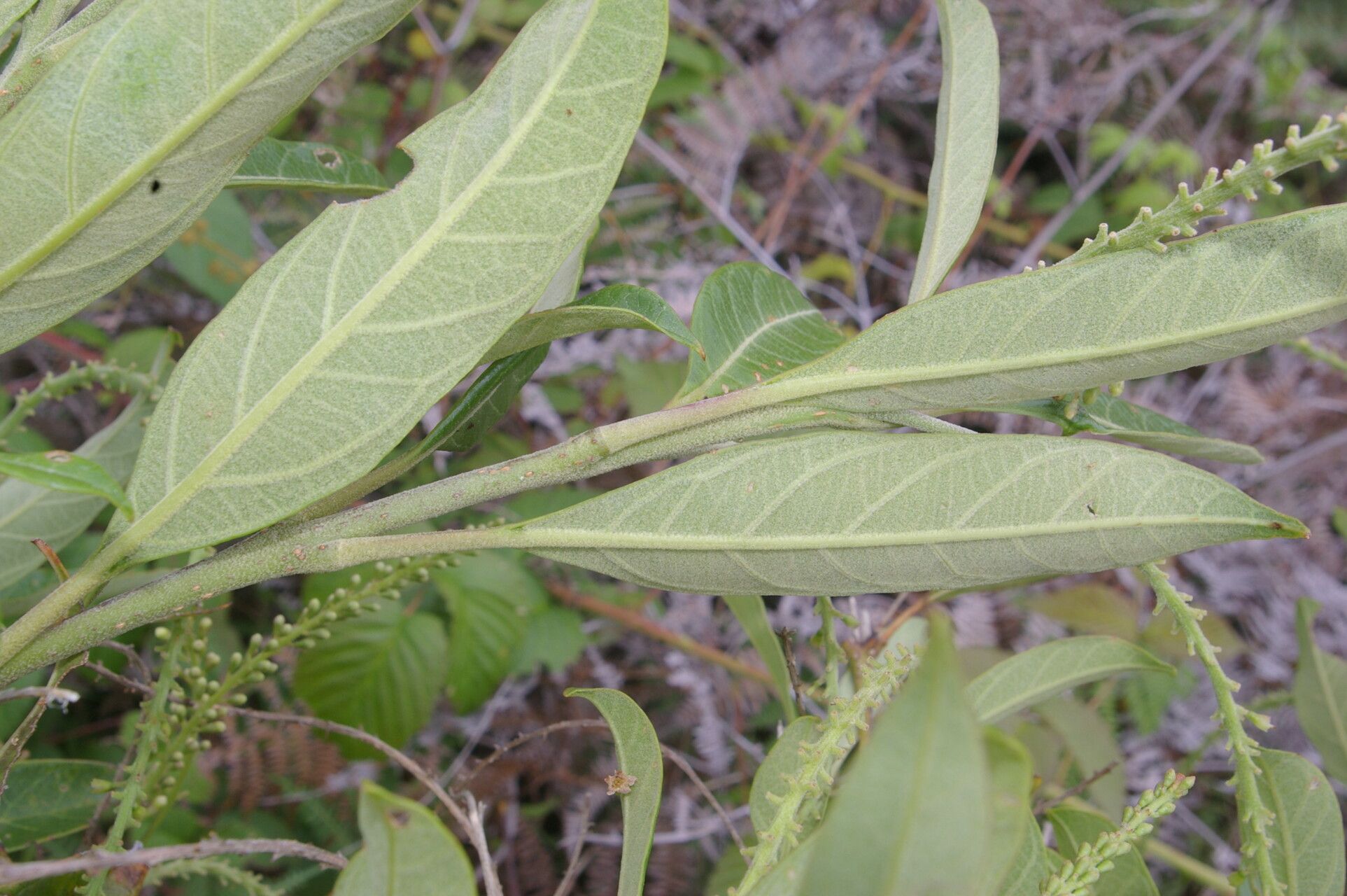 Citharexylum mocinnoi — houseplant care guide