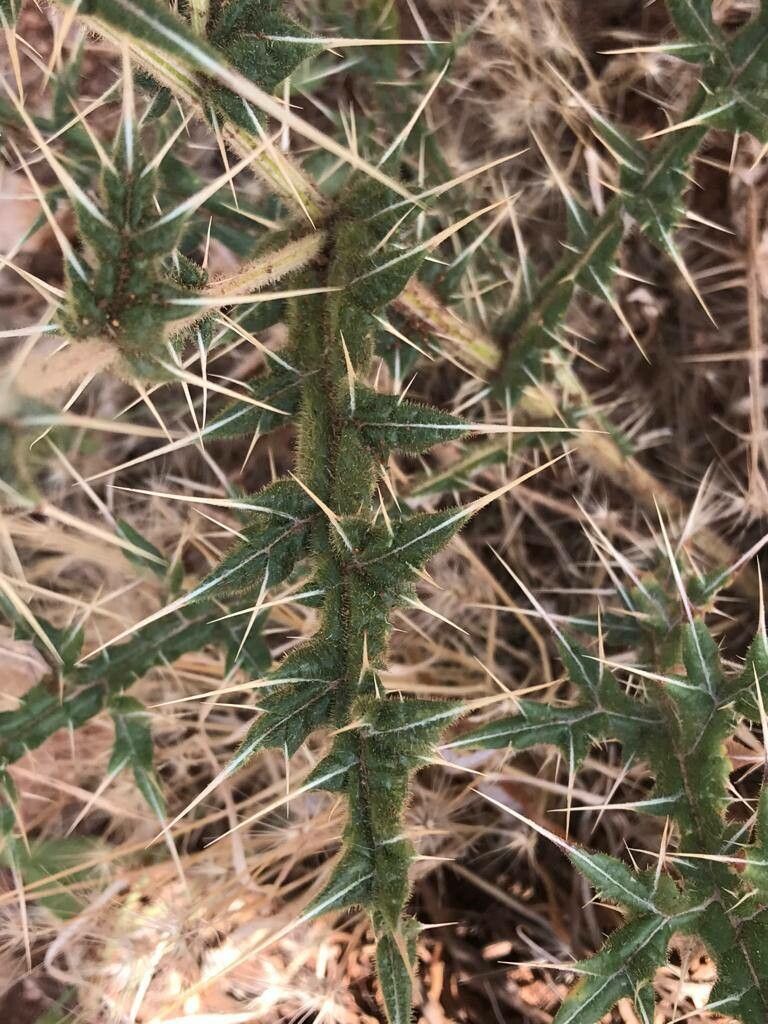 Echinops ceratophorus bark