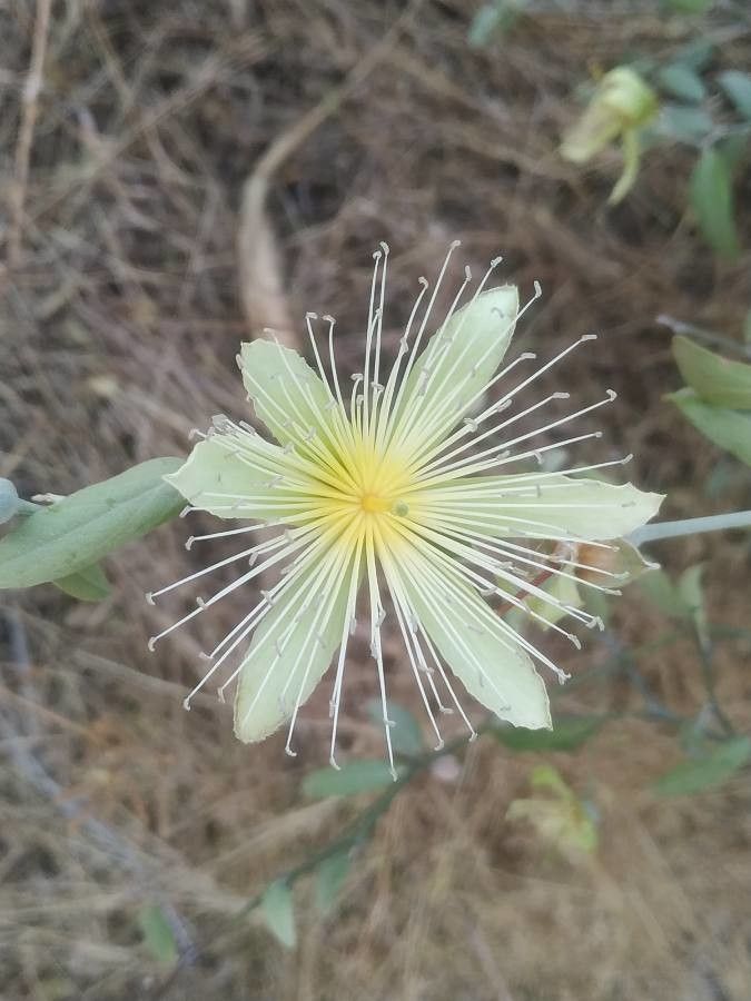 Capparis mitchellii flower
