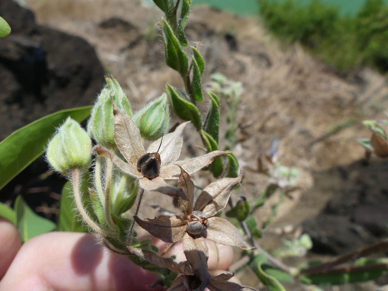 Trichodesma zeylanicum fruit