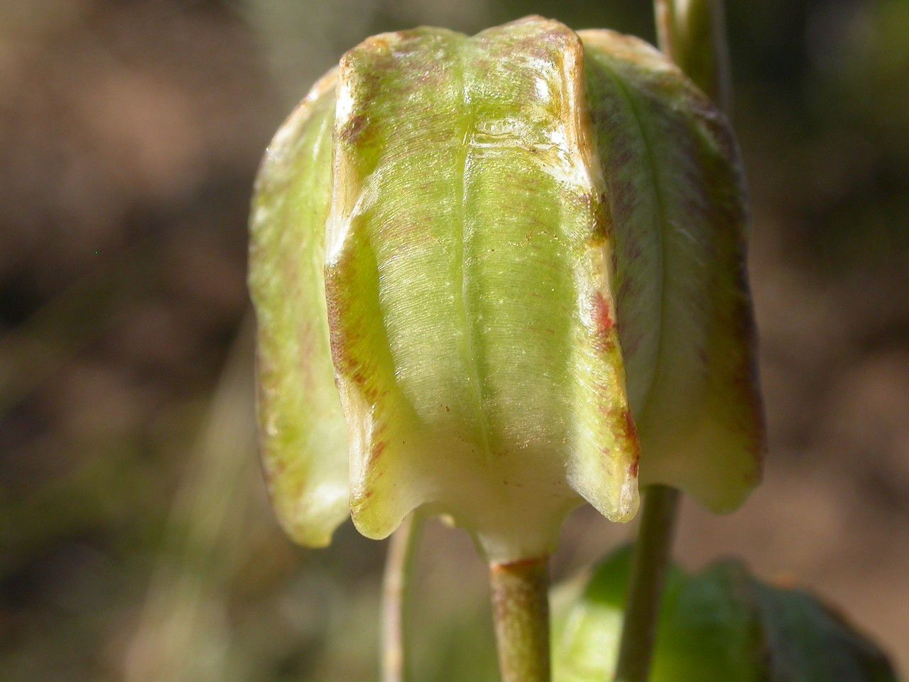 Fritillaria atropurpurea fruit