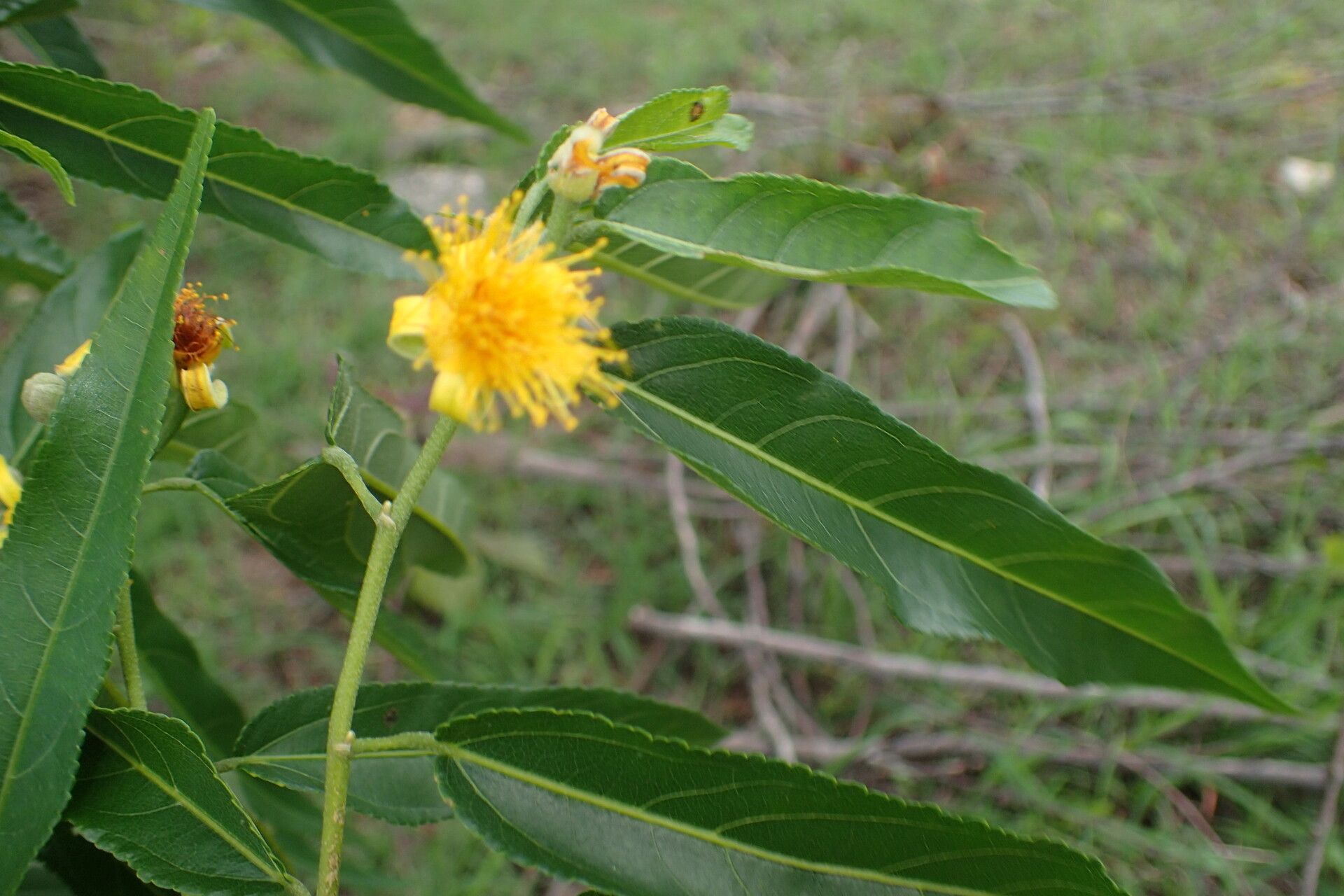 Grewia subaequalis flower