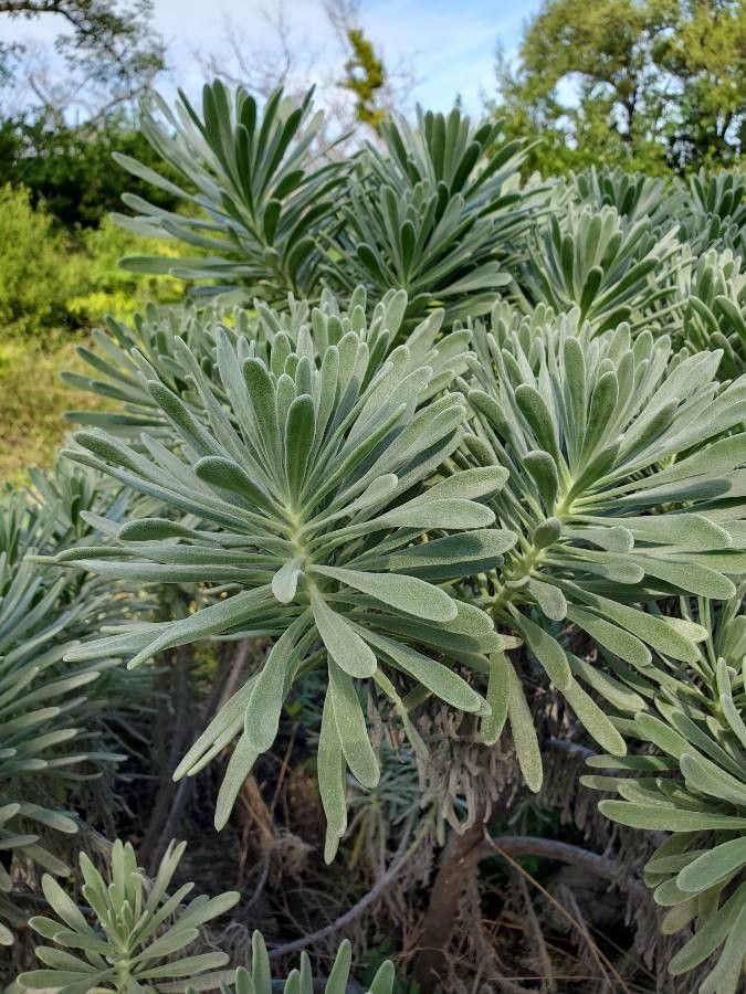 Tournefortia gnaphalodes bark