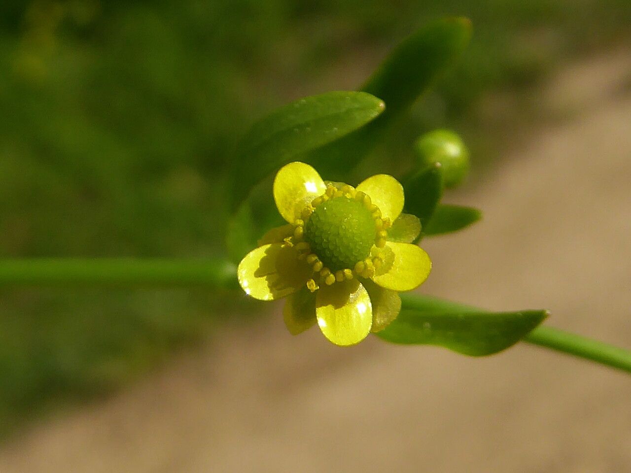 Ranunculus sceleratus flower