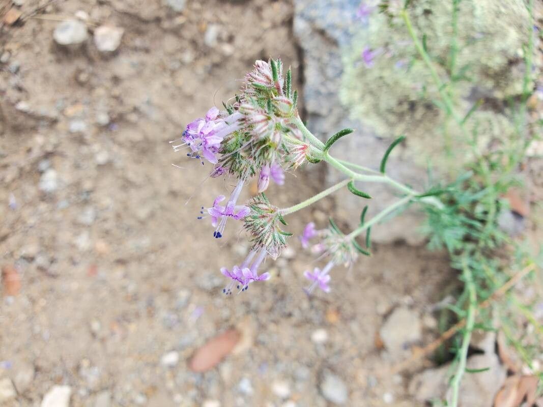 Ipomopsis macombii — search result for 'Polemoniaceae'