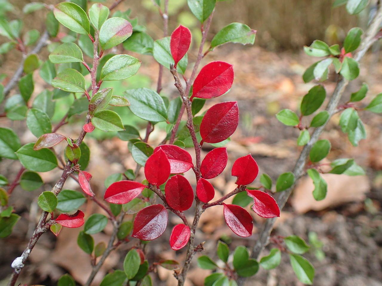 Cotoneaster spongbergii habit
