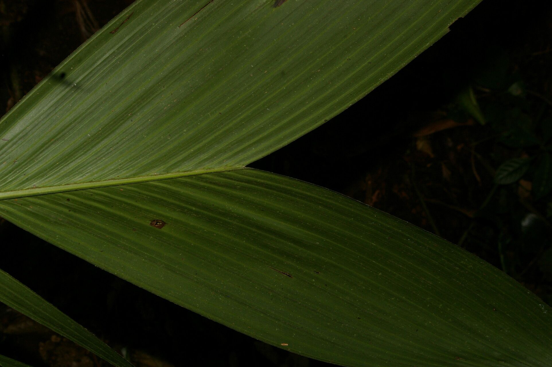 Synechanthus warscewiczianus leaf