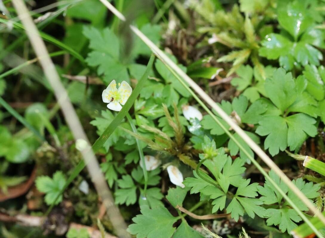 Anemonoides stolonifera flower