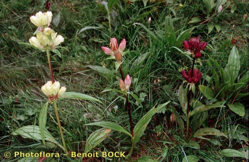 Gentiana x spuria — houseplant care guide