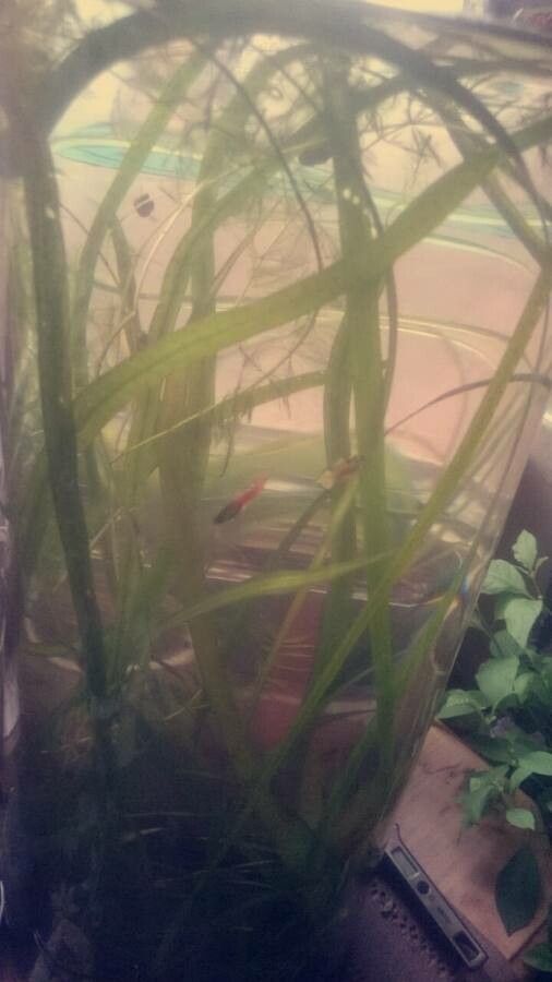 Vallisneria natans — related species from the same genus