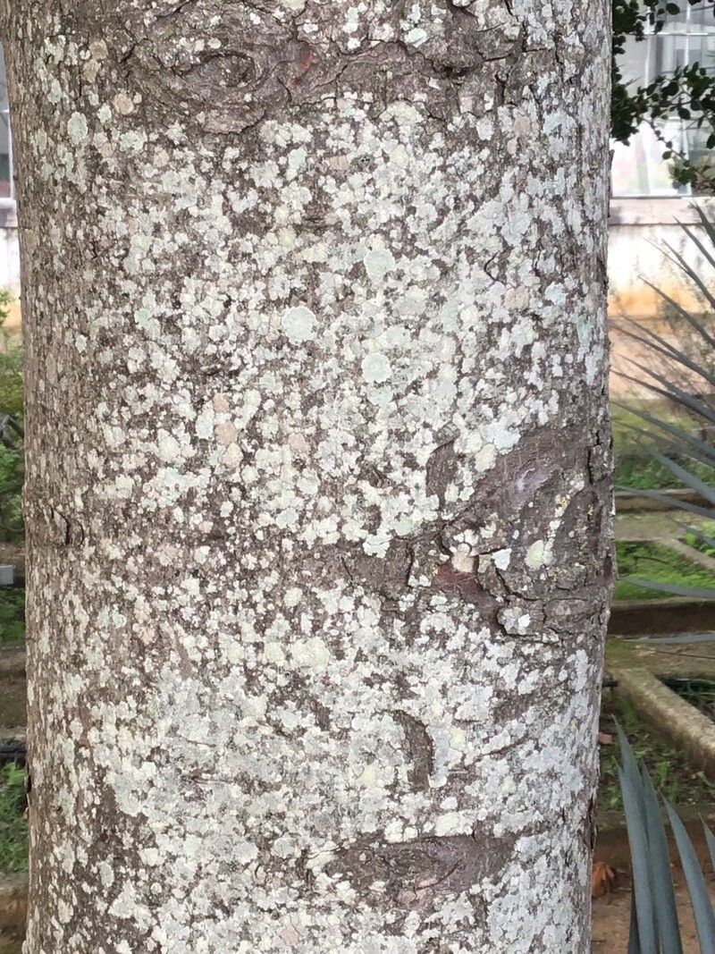 Afrocarpus mannii bark