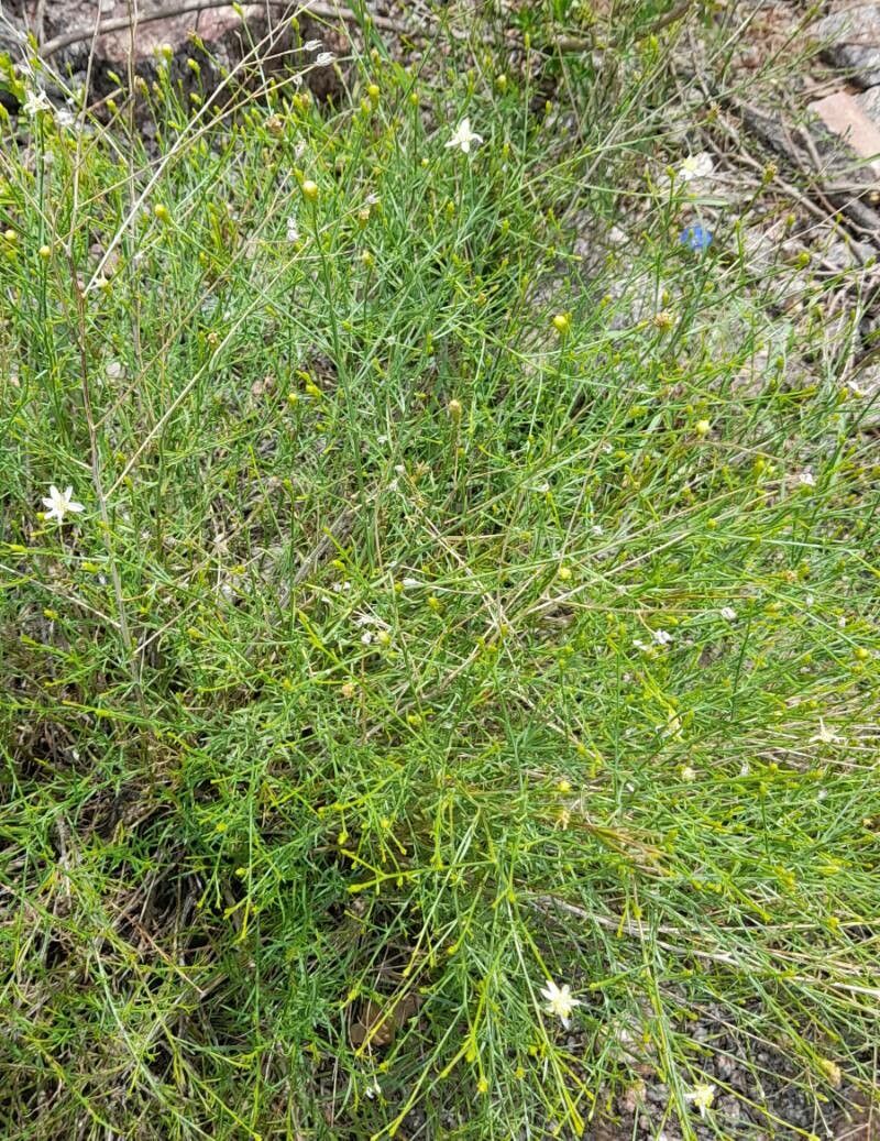 Gutierrezia gilliesii habit