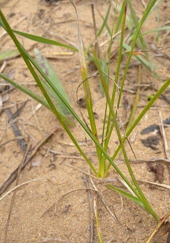 Cyperus lupulinus — search result for 'Cyperus'