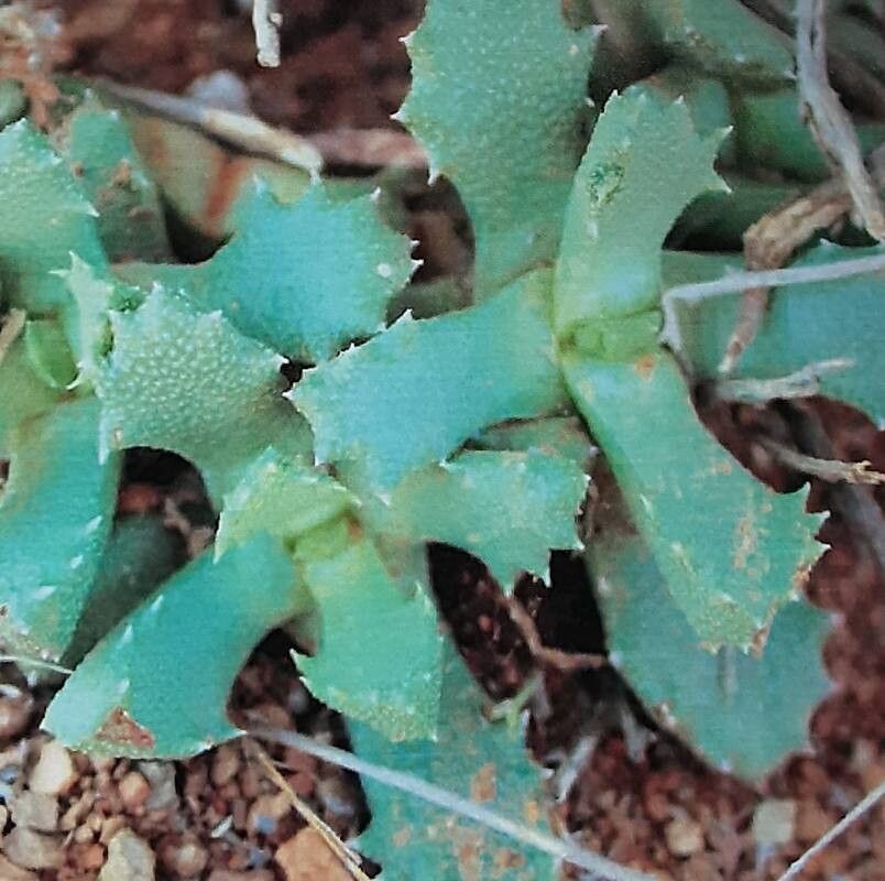 Stomatium latifolium leaf