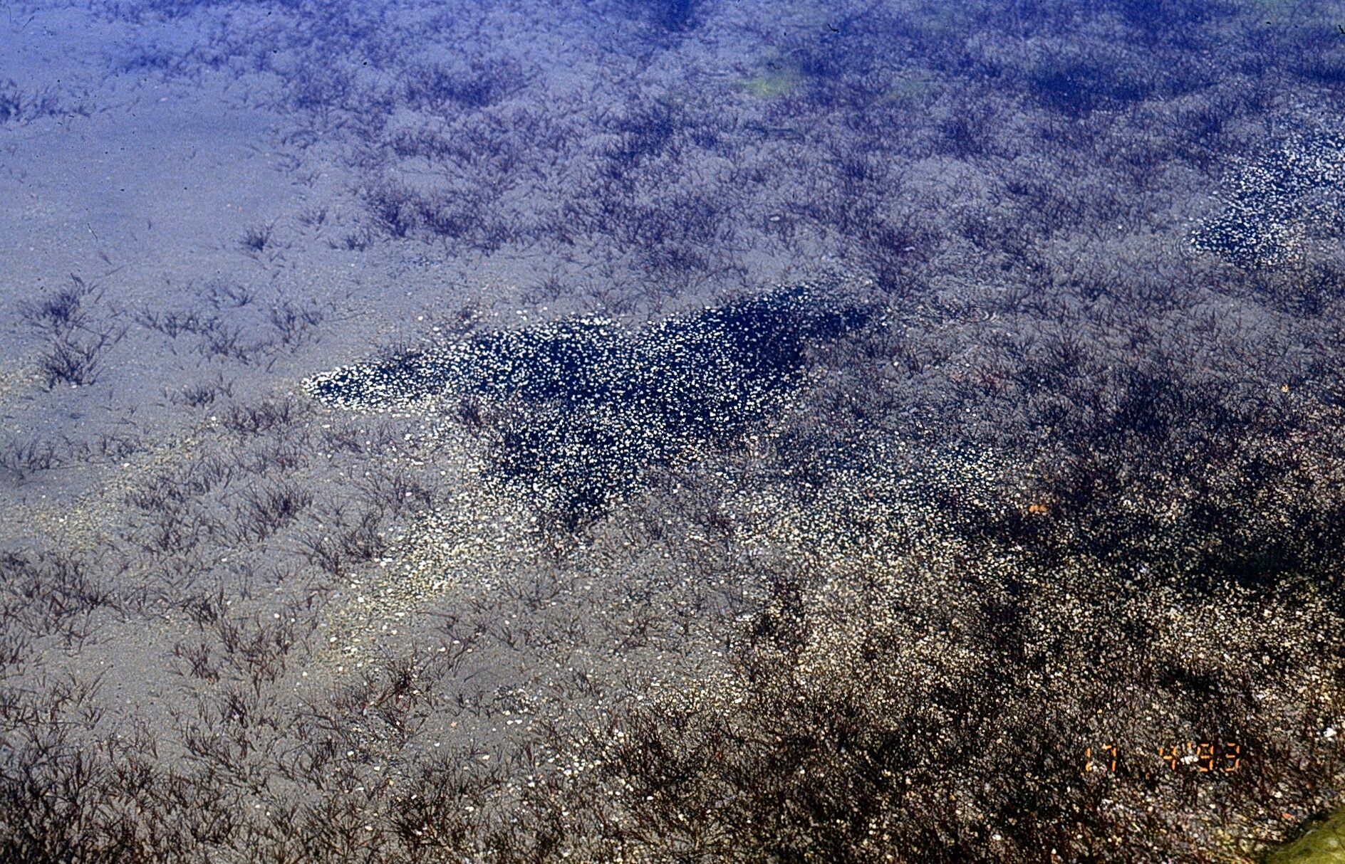 Ruppia filifolia habit